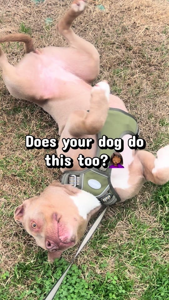 Post 3 by CiCi🐾 UGC|TTS on TikTok (video)