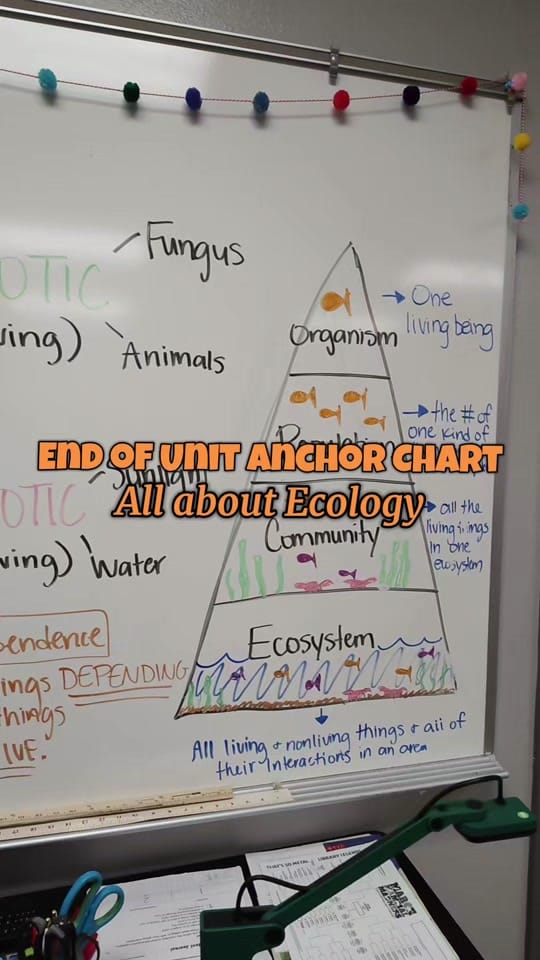 Post 5 by Mrs Texas Teacher on TikTok (video)
