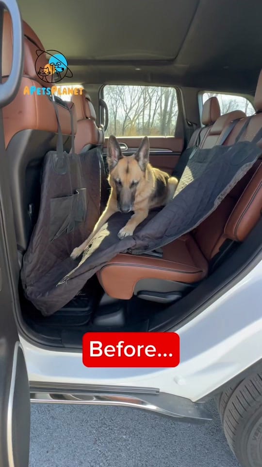 Post 9 by APetsPlanet on TikTok (video)