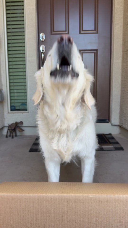 Post 1 by APetsPlanet on TikTok (video)