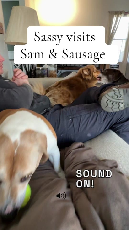 Post 4 by You Me & The Dogs on TikTok (video)
