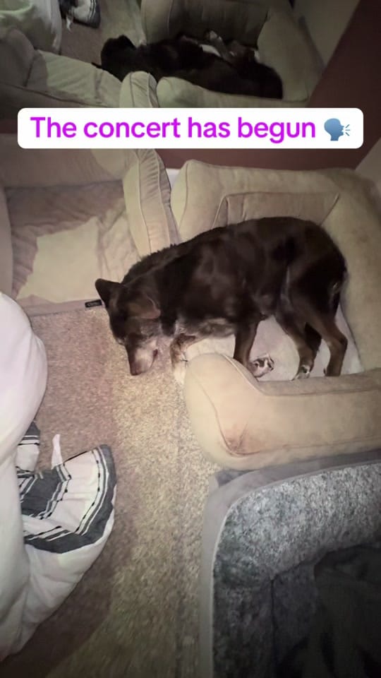 Post 7 by You Me & The Dogs on TikTok (video)