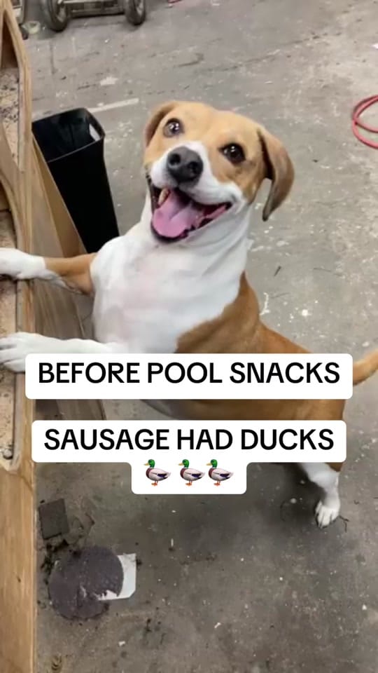 Post 2 by You Me & The Dogs on TikTok (video)