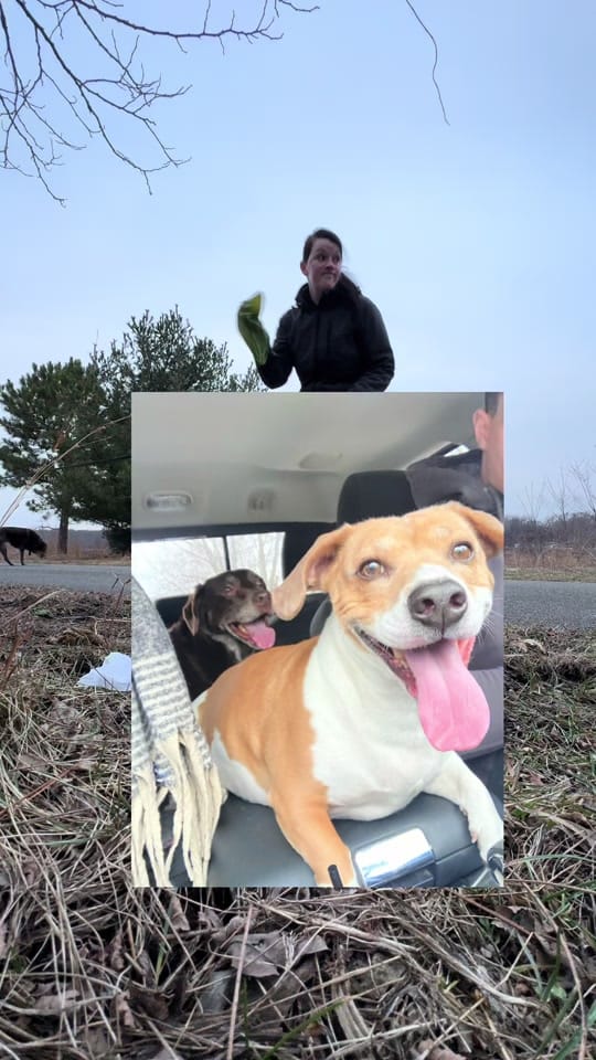 Post 9 by You Me & The Dogs on TikTok (video)