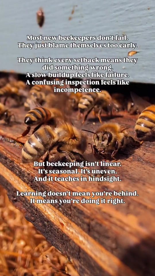 Post 6 by Homers Honeybee on TikTok (video)