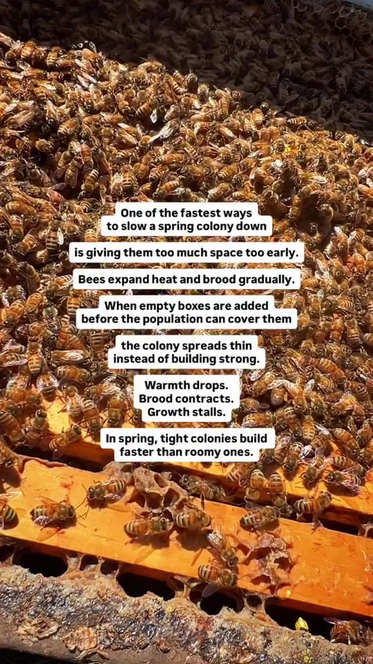 Post 5 by Homers Honeybee on TikTok (video)