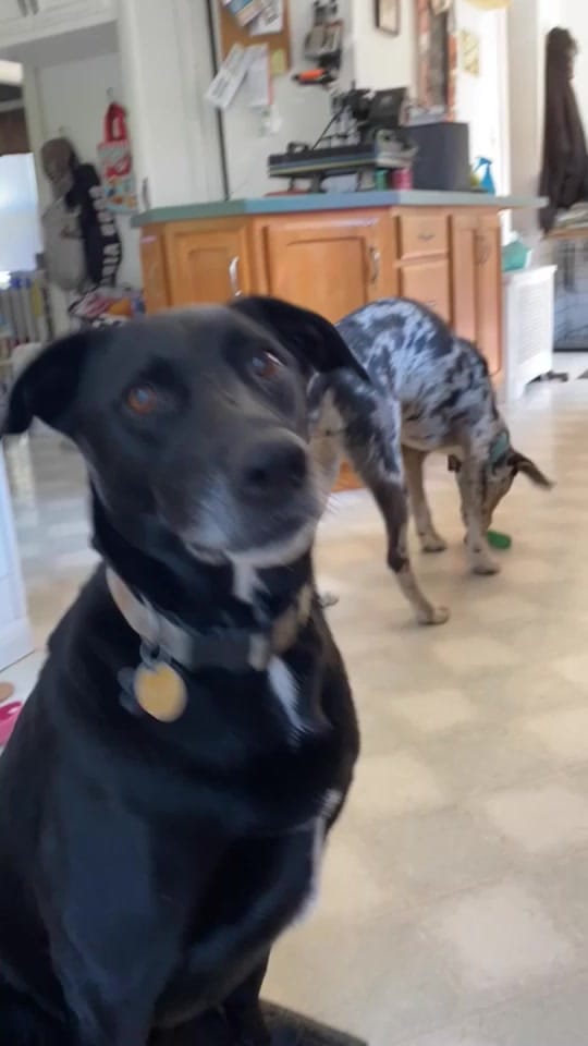 Post 8 by Kelsey Smith on TikTok (video)