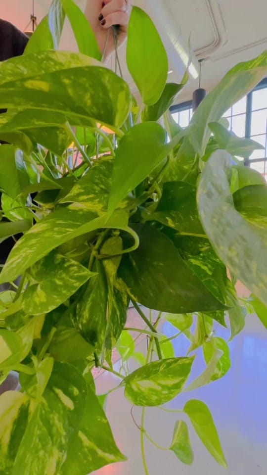 Post 8 by Mahonia on TikTok (video)