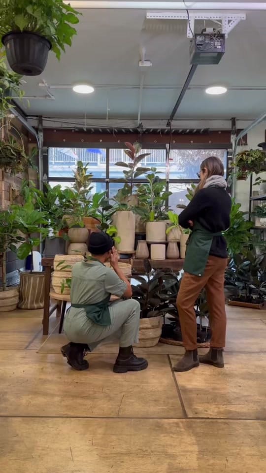 Post 5 by Mahonia on TikTok (video)