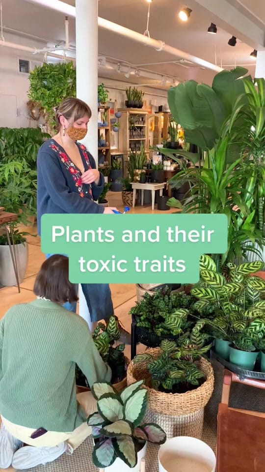 Post 10 by Mahonia on TikTok (video)