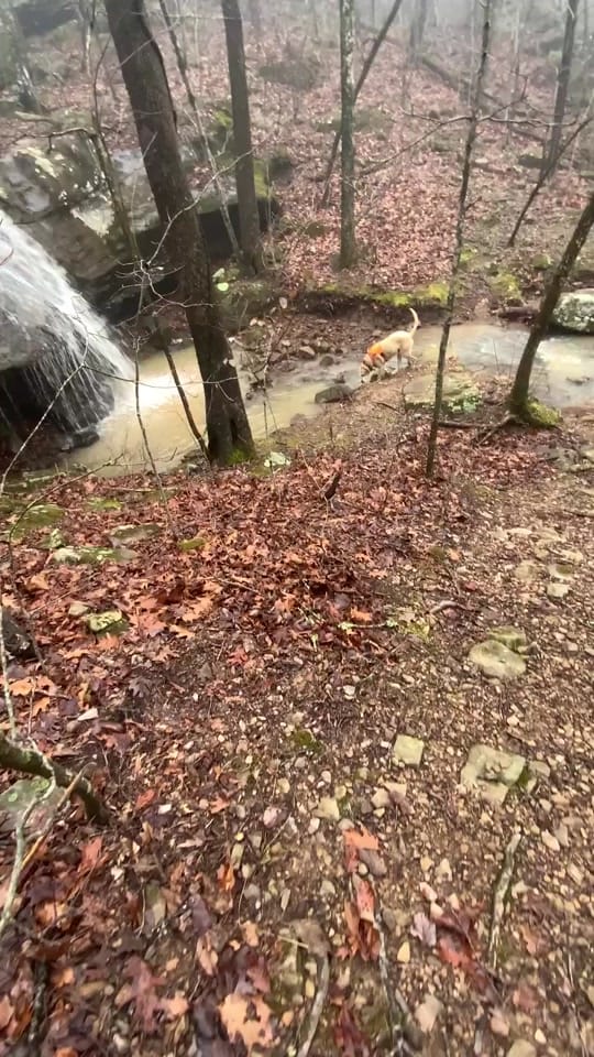 Post 7 by Destination Arkansas on TikTok (video)