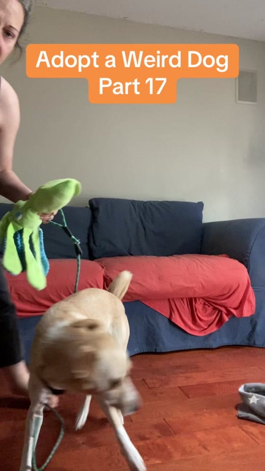 Post 4 by Austin Pets Alive! on TikTok (video)