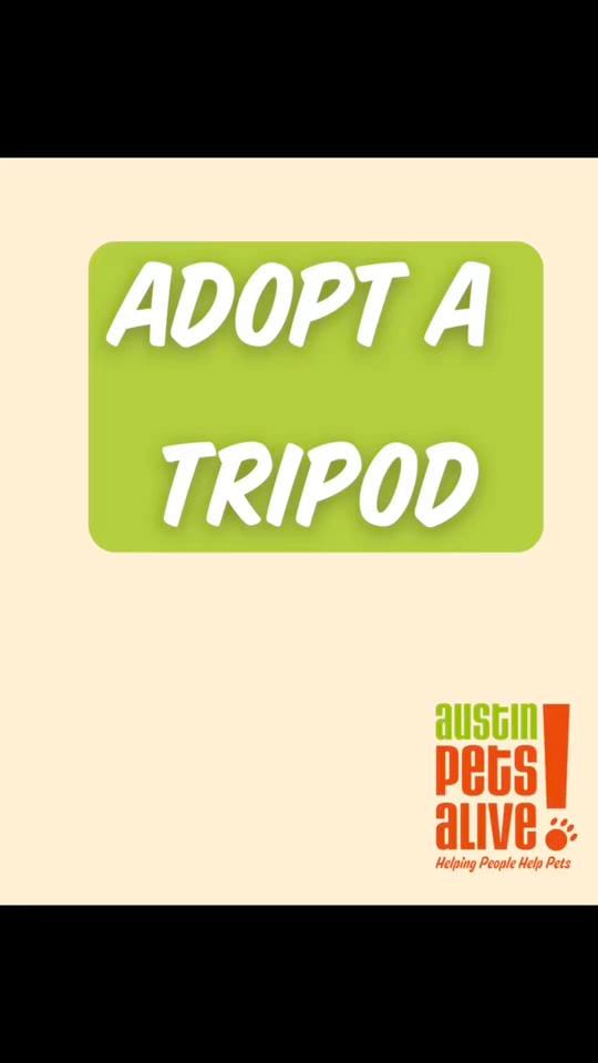 Post 5 by Austin Pets Alive! on TikTok (video)
