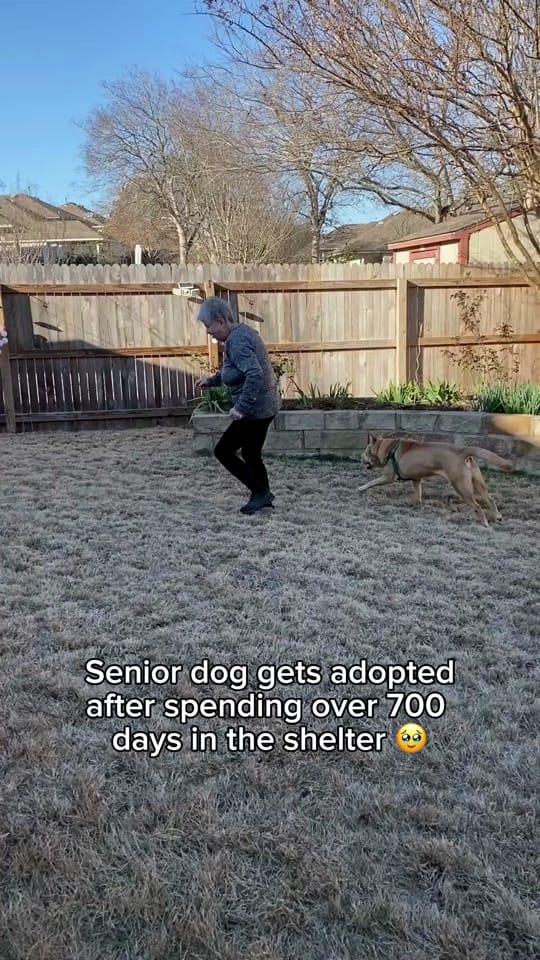 Post 10 by Austin Pets Alive! on TikTok (video)
