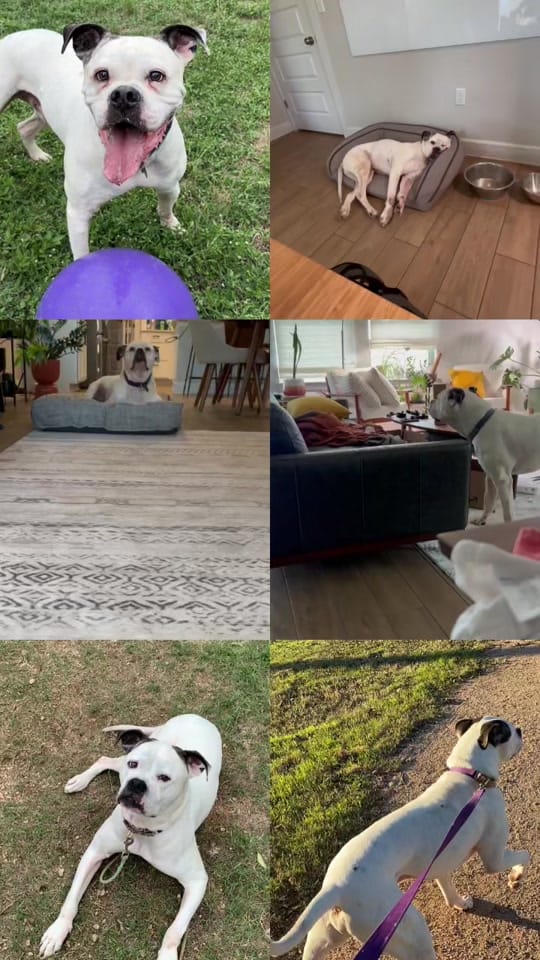 Post 7 by Austin Pets Alive! on TikTok (video)