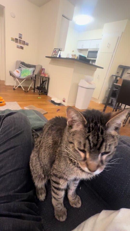 Post 3 by Austin Pets Alive! on TikTok (video)