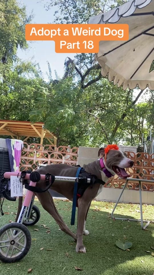 Post 1 by Austin Pets Alive! on TikTok (video)