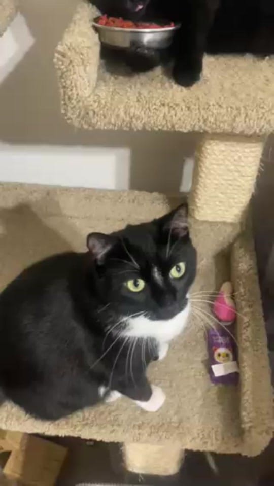 Post 6 by Austin Pets Alive! on TikTok (video)