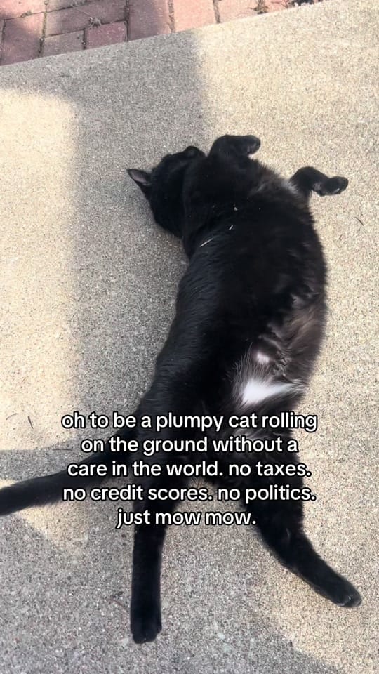 Post 8 by Madi 🌞 | IN Realtor on TikTok (video)