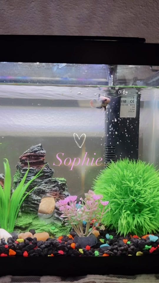 Post 5 by LifeWithRoxie on TikTok (video)