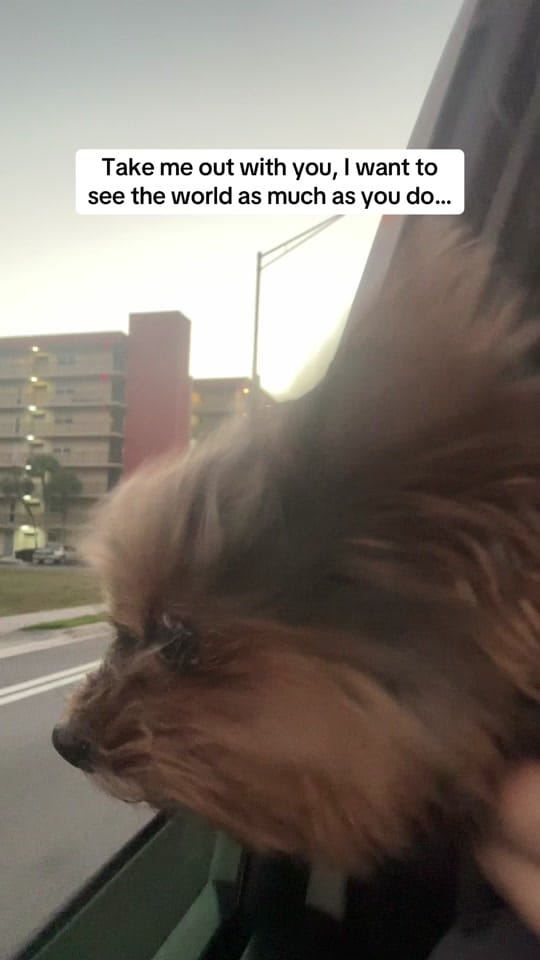 Post 1 by Frida | Teacup Yorkie on TikTok (video)