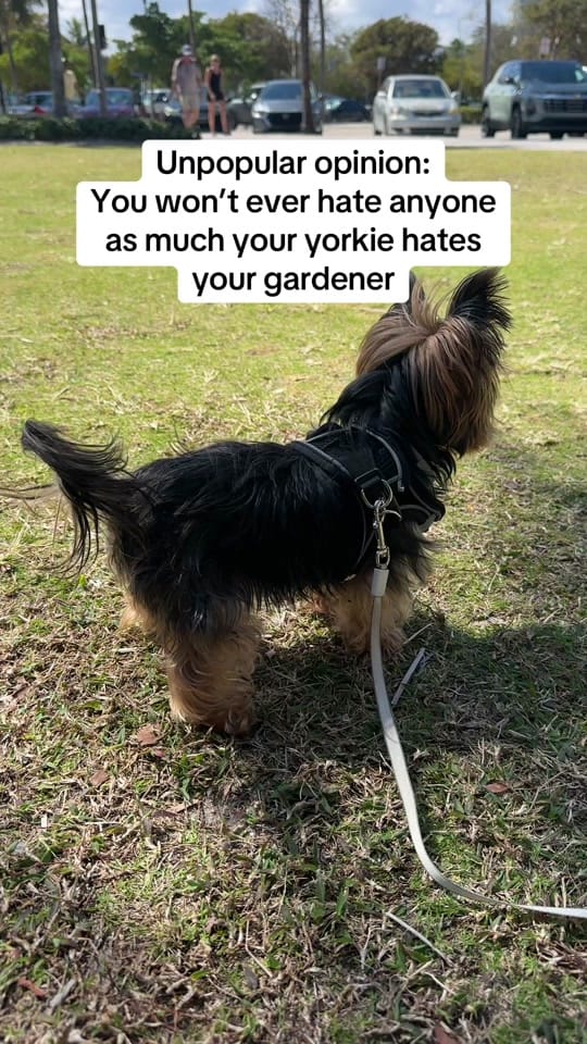 Post 5 by Frida | Teacup Yorkie on TikTok (video)