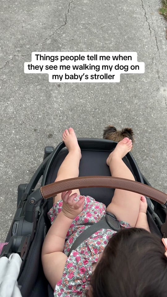 Post 6 by Frida | Teacup Yorkie on TikTok (video)