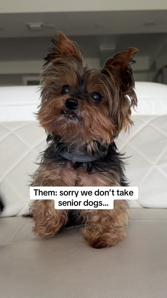 Post 4 by Frida | Teacup Yorkie on TikTok (video)