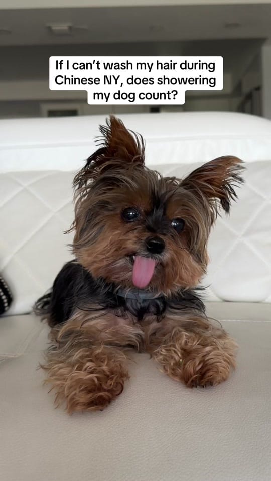 Post 7 by Frida | Teacup Yorkie on TikTok (video)