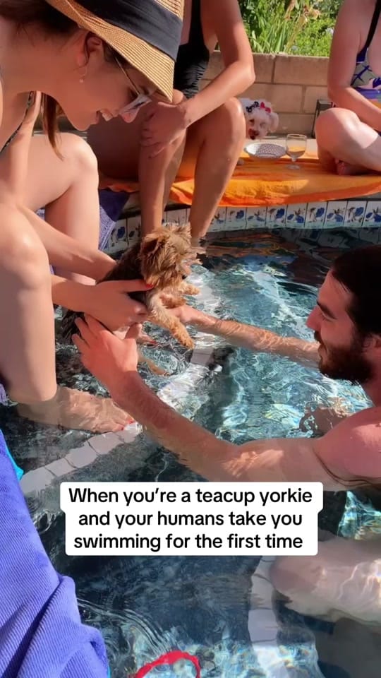 Post 10 by Frida | Teacup Yorkie on TikTok (video)