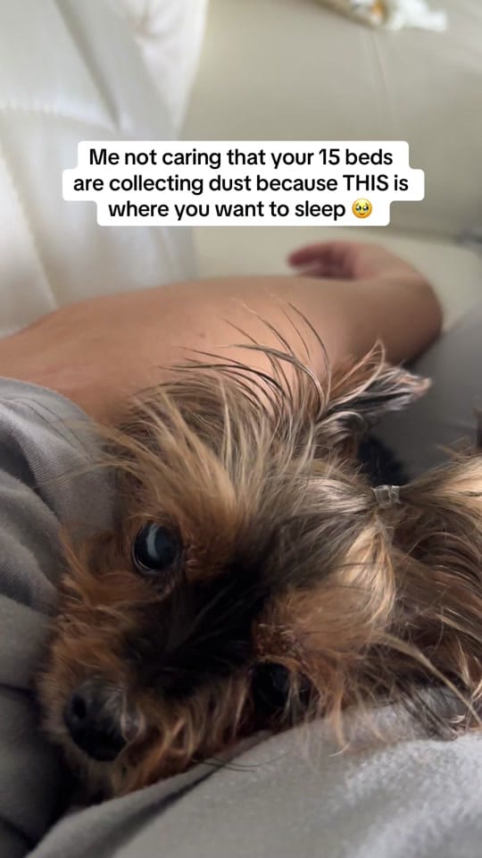 Post 3 by Frida | Teacup Yorkie on TikTok (video)