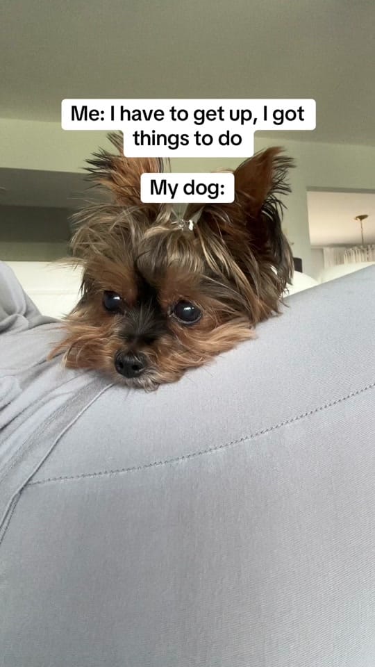 Post 2 by Frida | Teacup Yorkie on TikTok (video)