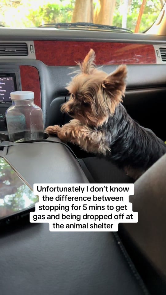 Post 9 by Frida | Teacup Yorkie on TikTok (video)