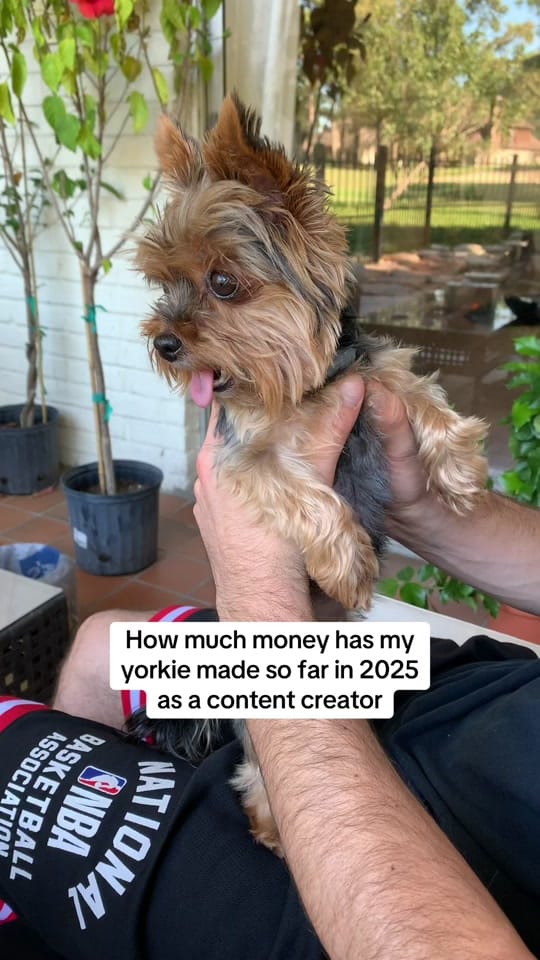Post 8 by Frida | Teacup Yorkie on TikTok (video)
