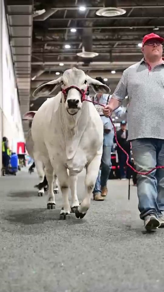 Post 1 by England Cattle Co. on TikTok (video)