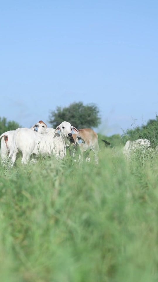 Post 8 by England Cattle Co. on TikTok (video)