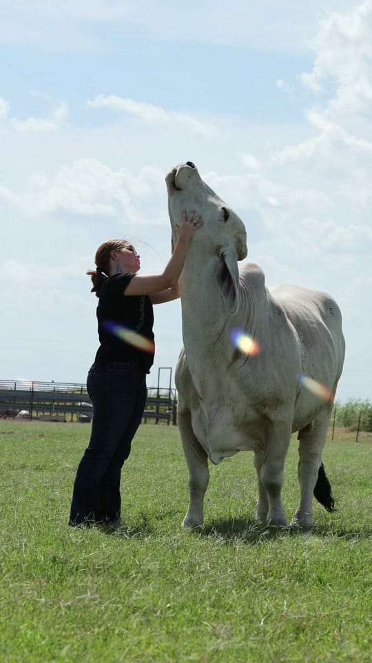 Post 9 by England Cattle Co. on TikTok (video)
