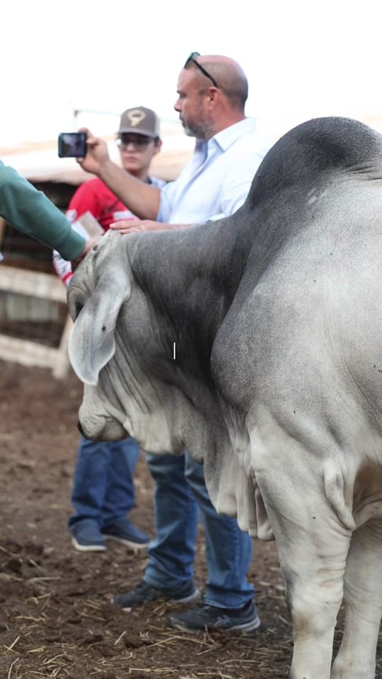 Post 5 by England Cattle Co. on TikTok (video)