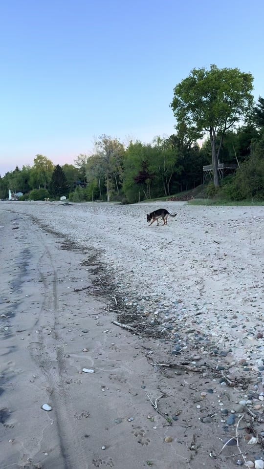 Post 4 by Bark nd Blue on TikTok (video)