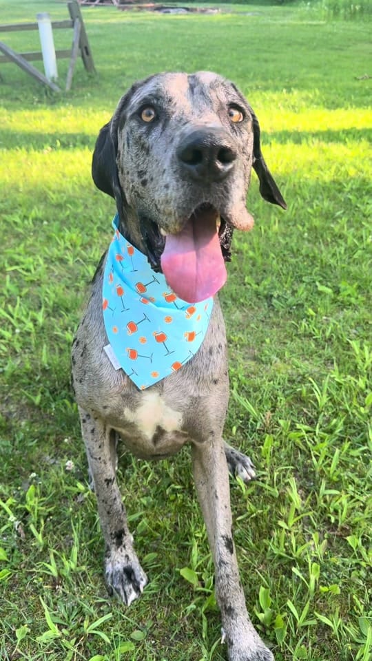 Post 5 by Bark nd Blue on TikTok (video)