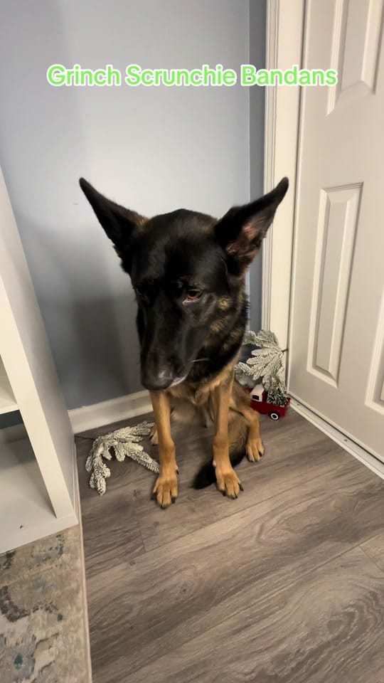 Post 8 by Bark nd Blue on TikTok (video)