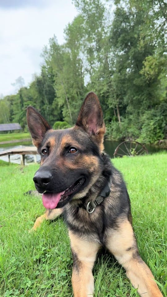 Post 1 by Bark nd Blue on TikTok (video)