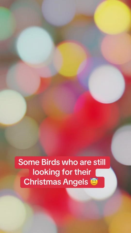 Post 1 by Kookaburra Bird Shop on TikTok (video)