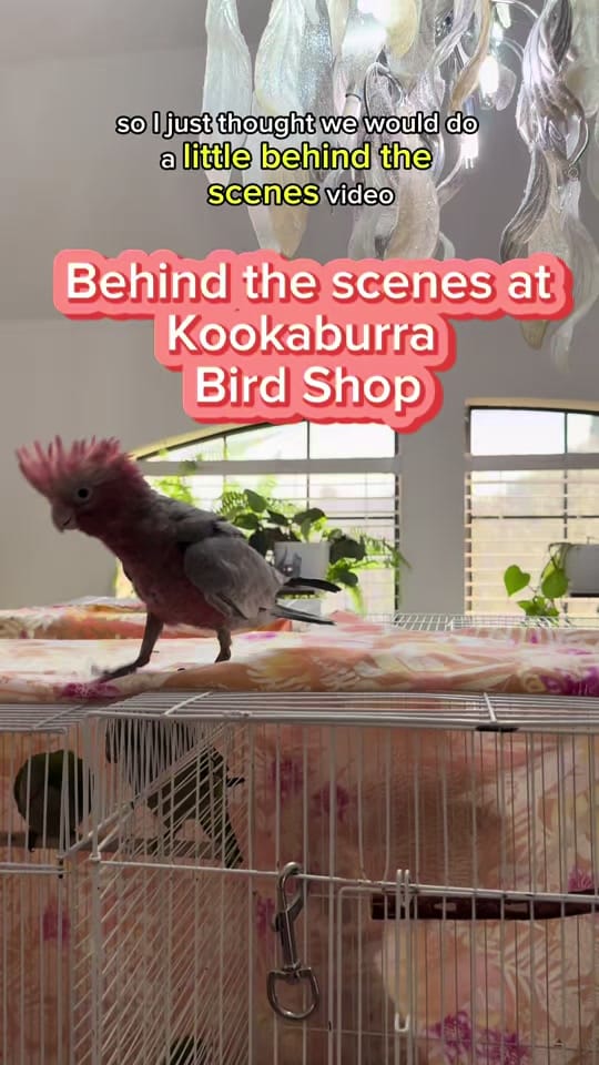 Post 8 by Kookaburra Bird Shop on TikTok (video)