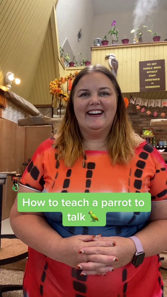 Post 9 by Kookaburra Bird Shop on TikTok (video)