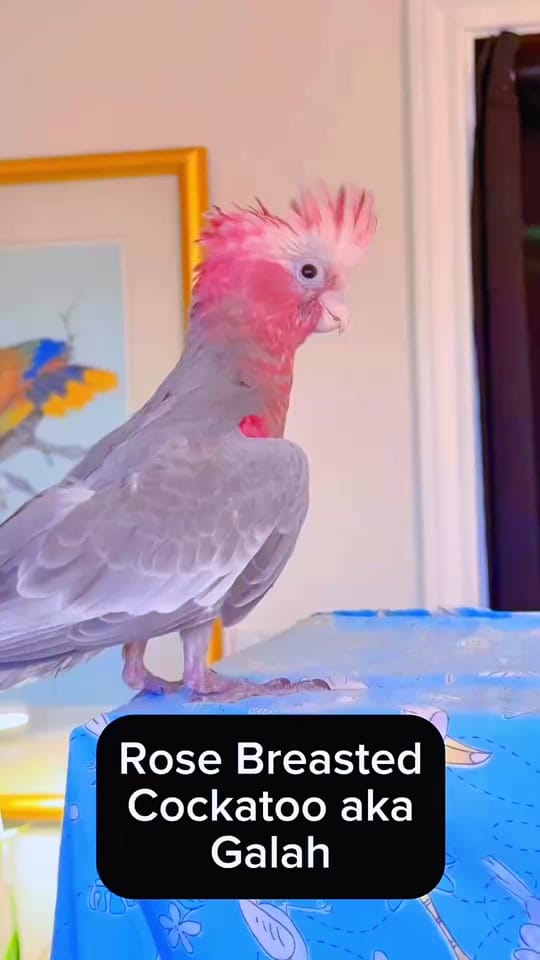 Post 4 by Kookaburra Bird Shop on TikTok (video)