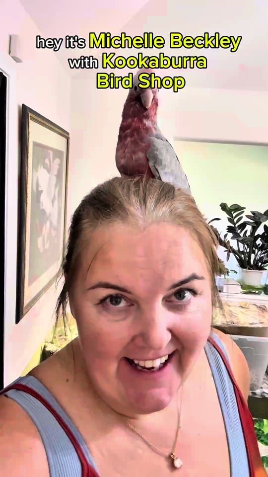 Post 5 by Kookaburra Bird Shop on TikTok (video)