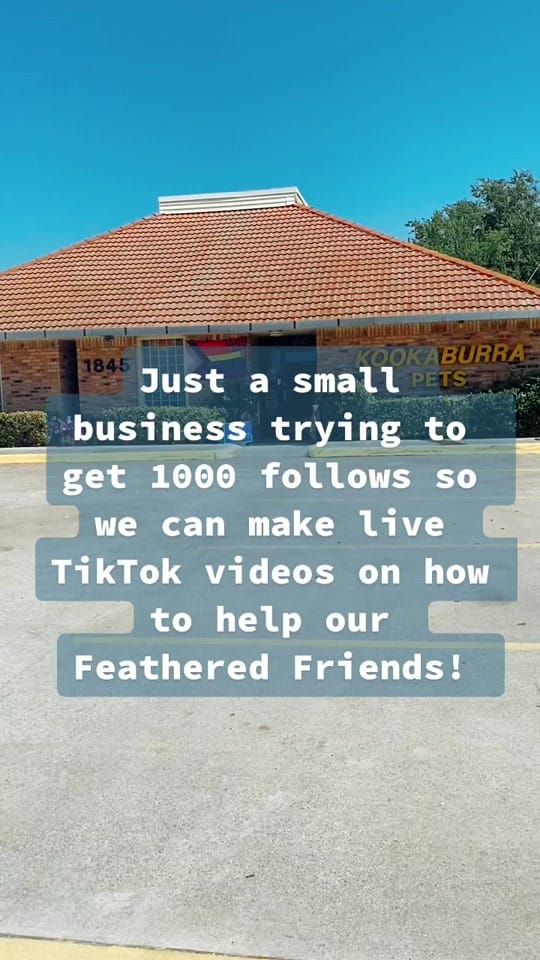 Post 10 by Kookaburra Bird Shop on TikTok (video)