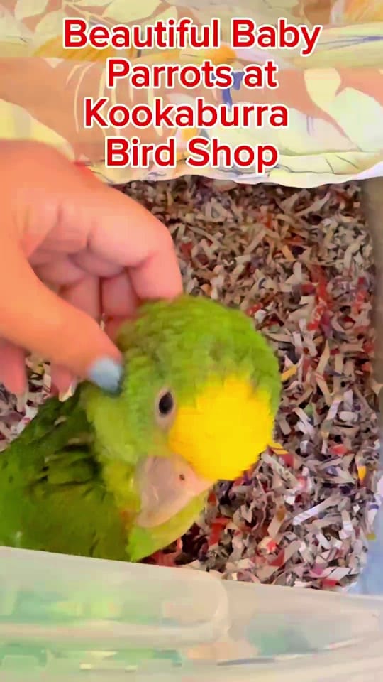 Post 6 by Kookaburra Bird Shop on TikTok (video)