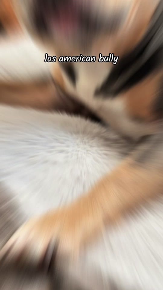 Post 1 by Monica/VetPets🇺🇸 on TikTok (video)